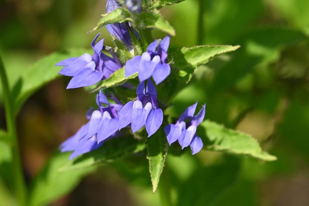 2025-08150085 Tower Hill Botanic Garden, MA.JPG - Great Blue Lobelia. New England Botanic Garden at Tower Hill, MA, 8-15-2025